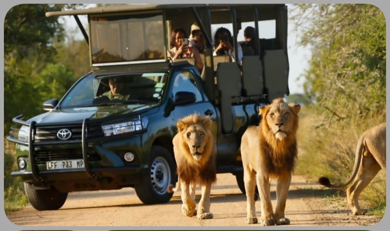 Big Five safari from African Sky Villas